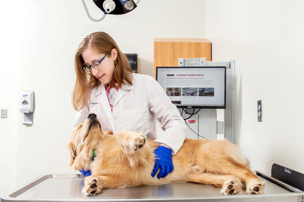 Janet Grimes, UGA College of Veterinary Medicine chair in small animal studies, examines a dog at the college's teaching hospital. (Photo by Christopher B.Herron)