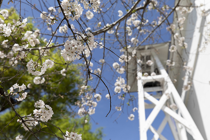 Spring Trees Blooming at Chapel Bell Tower